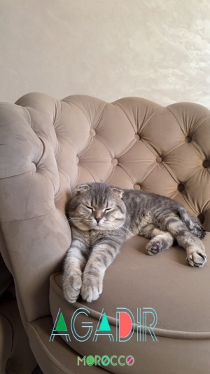 Couple Scottish fold