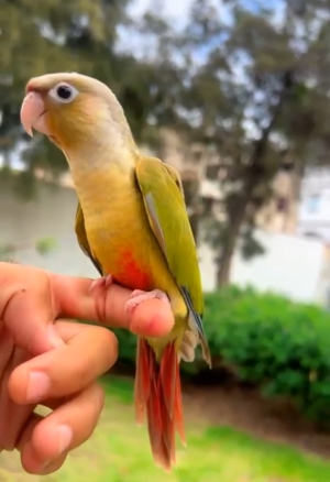 Perroquet Conure green cheek