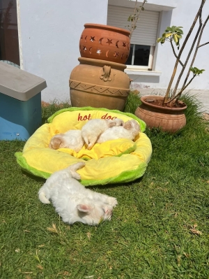 Bichon Havanais 🎊