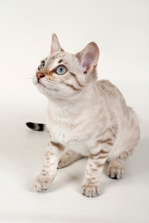 Chat Bengali Kaskade Bangali