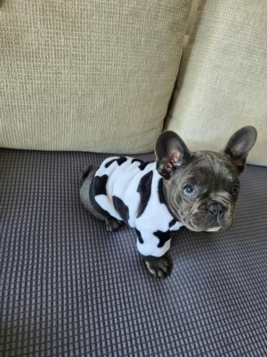 Bouledogues français