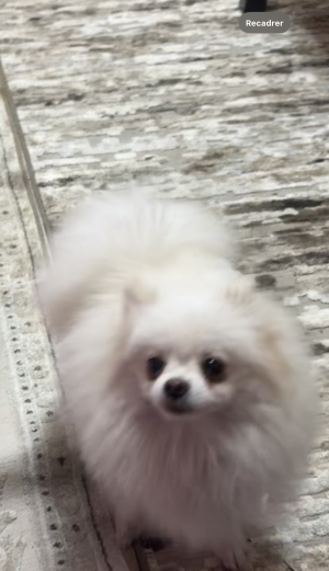 Spitz Pomeranian
