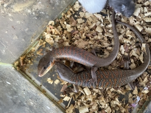 Lézard (Eumeces algeriensis)