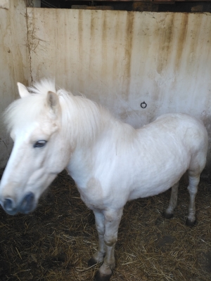 Poney a vendre