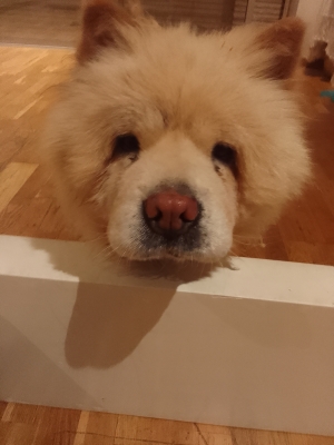 chow chow femelle 2 ans