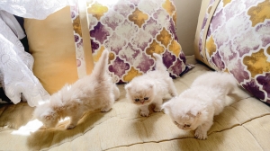 Chaton persan chinchilla presque 2 mois