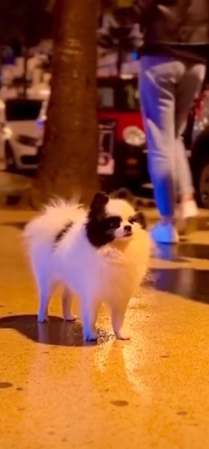 Spitz pomeranian
