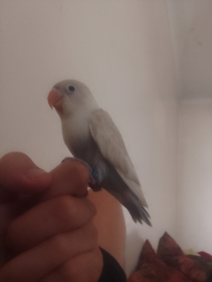 inseparable dressage