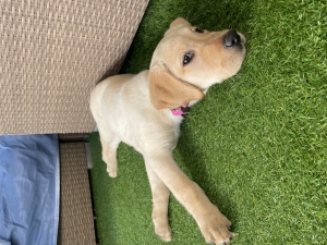 Vente labrador pure race 4 mois