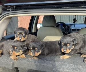 3 Chiots rottweiler en vente