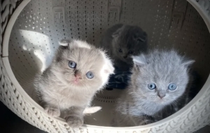 Chatons Scottish fold , straight