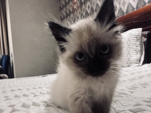 Chaton siamois himalayen