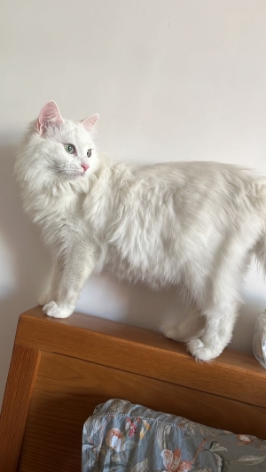 Magnifique angora femelle