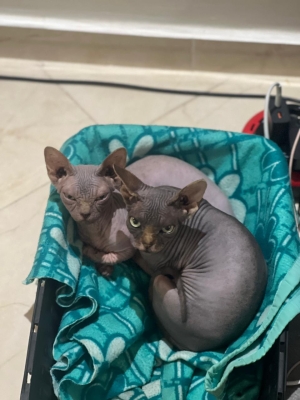 Chat Sphynx mâle / femelle vaccinés avec carnet