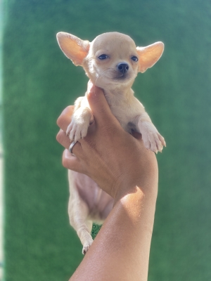 Chien chihuahua