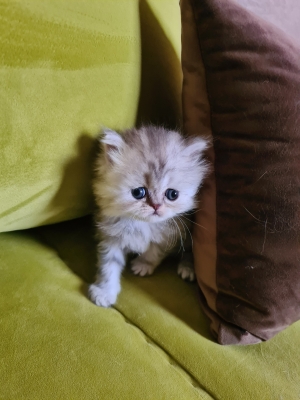 chatons persan pure race