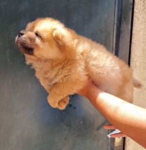 Chiot chow chow