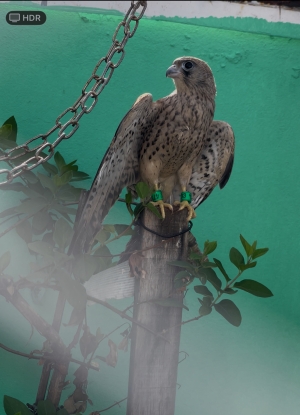 Falcon نسر للبيع