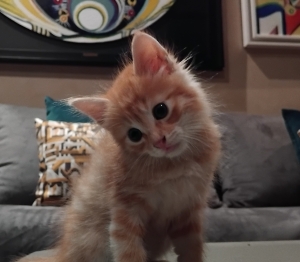 🧡 Chaton Persan Orange 🧡