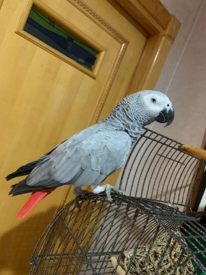 Perroquet gris du Gabon