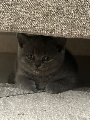 Deux chatons British shorthair a vendre