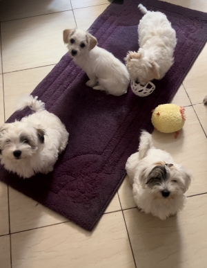 Adorables Bichons