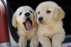 Chiots goldens