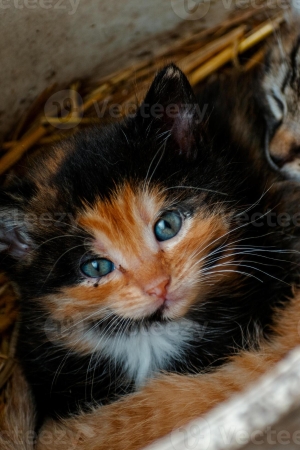 Calico siamois