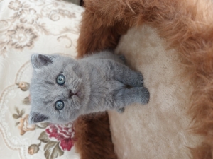 Britich shorthair male pure race