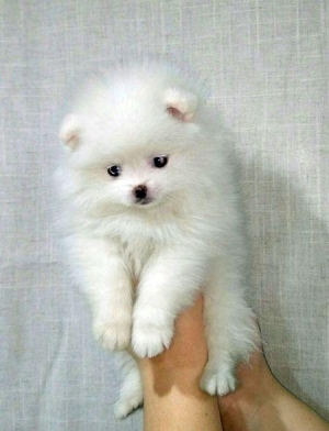 Spitz miniature