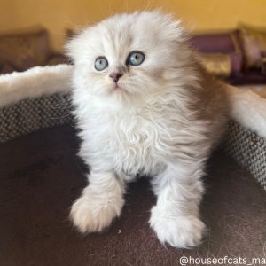 Scottish fold femelle