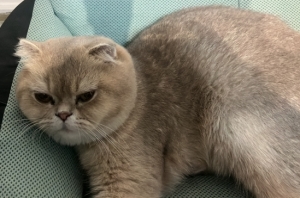 Chat mal scottish fold pour accouplement