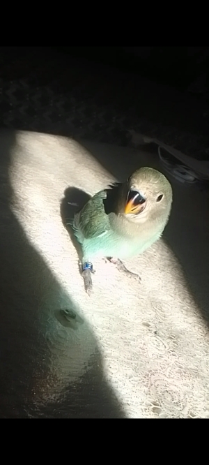 inseparable turquoise dresser