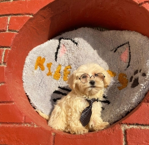 Bichon Maltais (Toy)