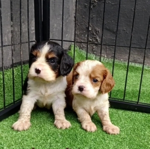 Cavalier king charles 🐾