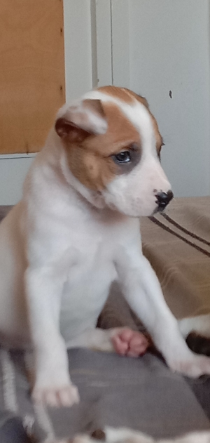 Dog argentin mixt avec staf