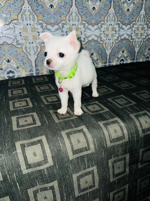 Chihuahua femelle active et joueuse