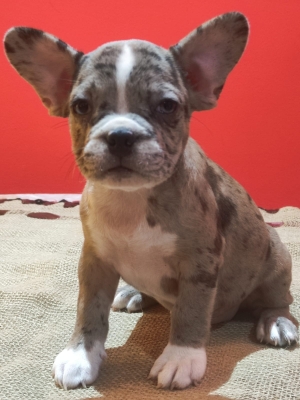 Bulldog français exotique