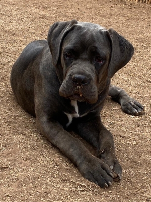 Cane corso
