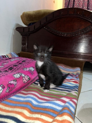 Châteaux pour adopter