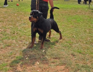 📢 Superbe Femelle Rottweiler, Pedigree confirmé