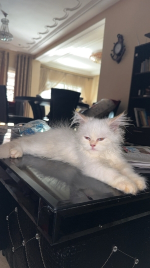 Persan shirazi avec sa cage