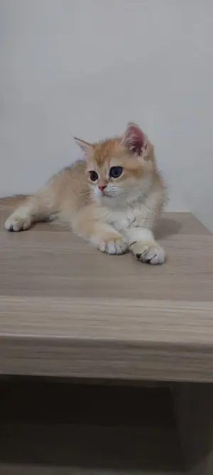 Chatons pure race Golden British