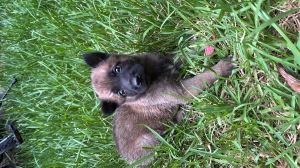 Chiot malinois