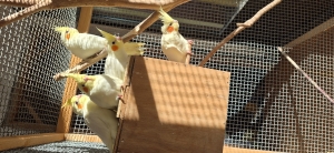 Vds jeunes Calopsittes