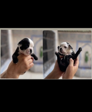 French Bulldog 🇫🇷