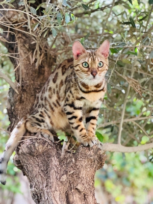 CHAT BENGAL + ARBRE + LITIÈRE AUTO