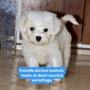 Bichon maltais