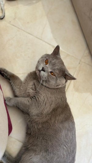British shorthair male