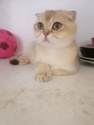 Scottish fold femelle